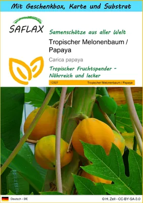Produktbild von SAFLAX Geschenk Set - Tropischer Melonenbaum / Papaya - Carica papaya - 30 Samen - Mit Geschenkbox, Versandaufkleber, Geschenkkarte und Anzuchtsubstrat
