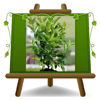 Obrázek produktu pro Viburnum lucidum (Heggenplant) v květináči, výška 24 cm