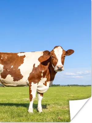 Produktbild von MuchoWow® Poster Kühe - Bauernhof - Gras - Natur - Tiere 120x160 cm - Wandbilder