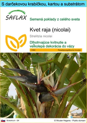Obrázok produktu pre SAFLAX Darčeková sada - kvet raja (nicolai) - Strelitzia nicolai - 5 Semená - S darčekovou krabičkou, prepravným štítkom, darčekovou kartou a pestovateľským médiom