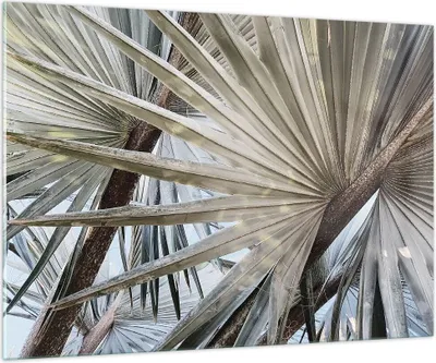 Produktbild von Bilder auf glas - Einteilig - Blatt Palme Natur - 100x70cm - Glasbilder - Wandbilder - Bilder - zum Aufhängen bereit - Wanddekoration aus Glas - Glas Bilder - Wandbild auf Glas - GAA100x70-5056