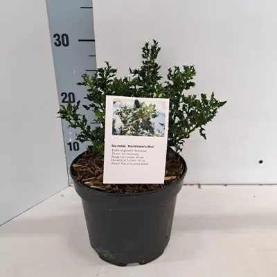 Zdjęcie produktu dla Ilex meserveae 'Horstmann Mini' – ostrokrzew | 15–20 cm w doniczce