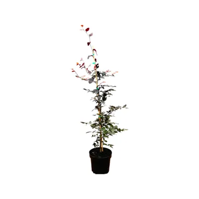 Produktbild von Fagus sylvatica 'Purpurea', Rotbuche, purpurrot, 100–125 cm