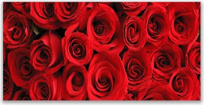 Produktbild von Glasbilder 120x60 Wandbild Druck auf Glas Roses Pflanzen