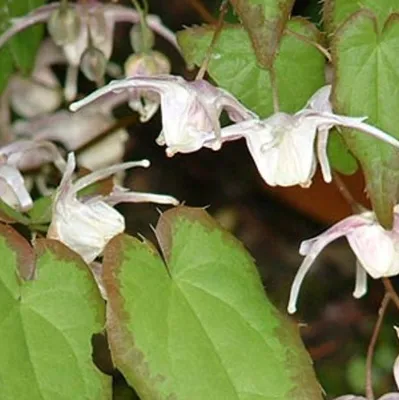 Obrázek produktu pro 6 x Břečťan květ normální - Epimedium grandiflorum | Květináč 9cm x 9cm
