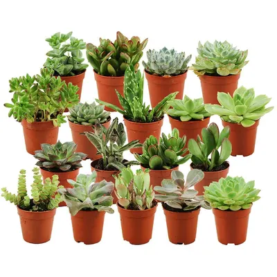 Produktbild von Zynesflora Mini Sukkulenten Mix im Ø 5.5 cm Pflanzentopf - 18 Stück - Succulenten Fettpflanzen Zimmerpflanze Kakteen Kaktus - Höhe: 5-10 cm