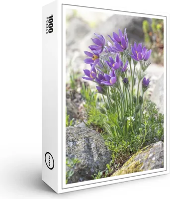 Produktbild von raxxa Premium-Puzzle "Kuhschellen", 1000 Teile