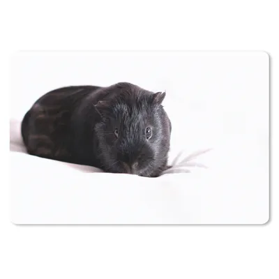 Produktbild von MuchoWow® Mauspad Mousepad Schwarzes Meerschweinchen 27x18 cm - Mousepads - Maus Mat - Pad - Mausunterlage - Büroartikel - Desk Matten