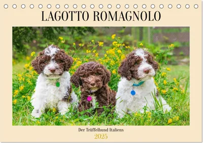 Produktbild von Lagotto Romagnolo - der Trüffelhund Italiens (Tischkalender 2025 DIN A5 quer), CALVENDO Monatskalender