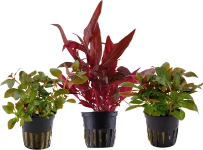Produktbild von Pflanzen Set mit 3 schönen roten Topf Aquarium Wasserpflanzen AquaOne Nr.102