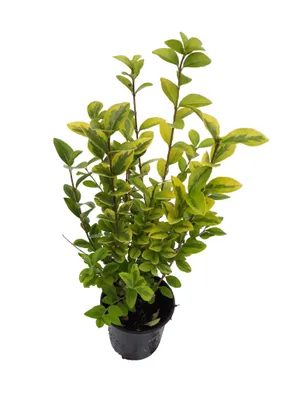 Produktbild von 20x Ligustrum ovalifolium Aureum - Goldliguster Heckenpflanzen  40-50 cm - Winterhart - ganzjährige Blätter - Schnellwachsender Sichtschutz