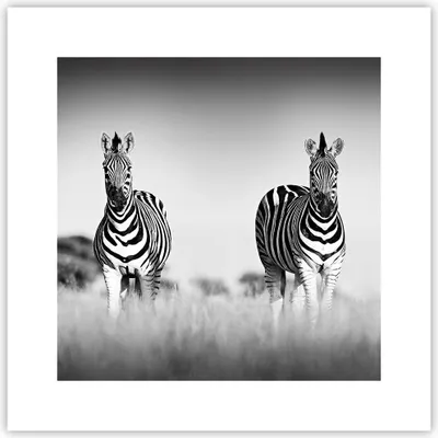Produktbild von Poster - Poster ohne Rahmen - Zebras Fotografie Schwarzweiß - 30x30 cm - Wand Bild - Wanddeko - Wandbilder - Kunstposter - Wandposter - Bilder - Kunstdruck - Wanddekoration - P2XAC30x30-4476
