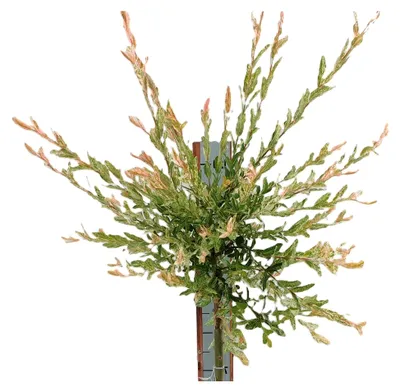 Produktbild von Harlekinweide/Zierweide - Salix Nishiki - Hochstamm 125-150 cm winterhart aus Freilandaufzucht