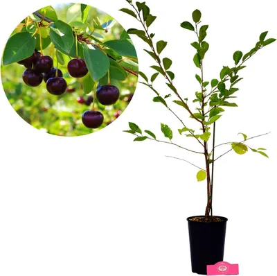 Obrázok produktu pre Prunus 'Athos'® Jedinečný čerešňový ker, 3 l kvetináč