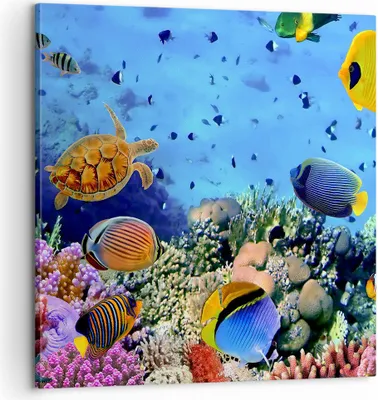 Produktbild von Bild auf Leinwand - Leinwandbild - Korallenriff - 60x60cm - Wand Bild - Wanddeko - Wandbilder - Leinwanddruck - Bilder - Kunstdruck - Wanddekoration - Leinwand bilder - Wandkunst - AC60x60-3569