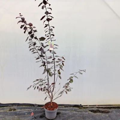 Image de Prunus cerasifera 'Nigra' - Cerisier ornemental | 80-100 cm en pot