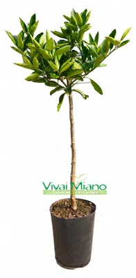 Imagen del producto de Planta de mandarina Satsuma Miyagawa