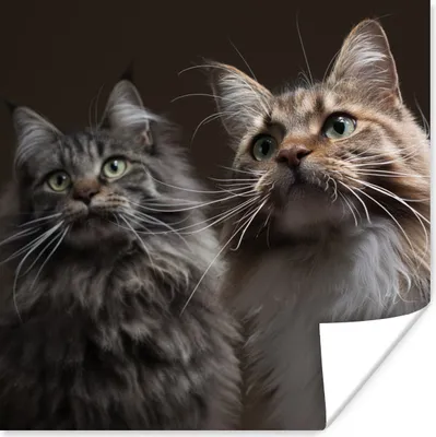 Produktbild von MuchoWow® Poster Zwei süße Maine Coon Katzen 50x50 cm - Wohnzimmerdekoration
