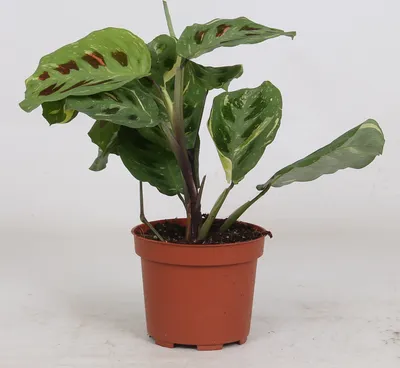 Obrázek produktu pro Maranta Leuconeura 'variegata' ca. 30 cm Arrowroot - Pokojová rostlina - Zelená rostlina