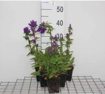 Produktbild von 6 x Campanula glom. 'Superba' - Bergminze - Topf 9 x 9 cm