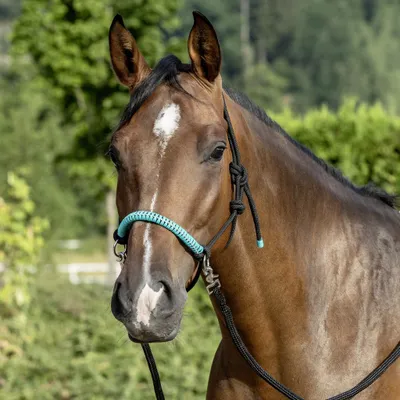 Produktbild von Knotenhalfter mit Zügel schwarz Sehtty/Pony