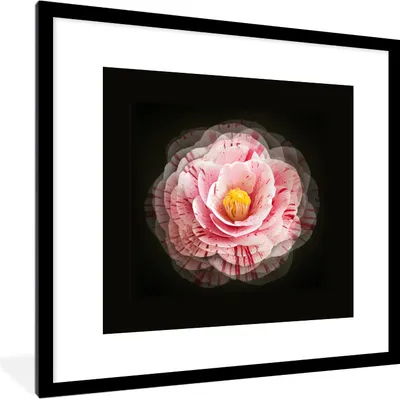 Produktbild von MuchoWow® MuchoWow® Gerahmtes Poster Blume - Kamelie - Rosa 40x40 cm - Poster mit zchwarzem Bilderrahmen - Poster - Plakat im Rahmen