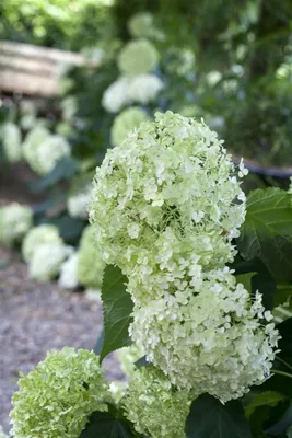 Produktbild von Ballhortensie 'Annabelle' Hydrangea arborescens 'Annabelle' C 100- 125