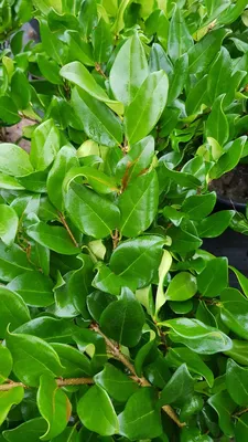 Image de Ligustrum japonicum 'Texanum' / Troène du Japon