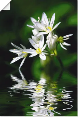 Produktbild von ARTland Poster Bärlauchblüten mit Wasserspiegelung Größe: 20x30 cm