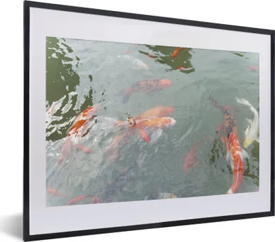 Produktbild von MuchoWow® MuchoWow® Gerahmtes Poster Eine Gruppe von Koi-Karpfen in einem Teich 40x30 cm - Poster mit zchwarzem Bilderrahmen - Bilderrahmen - Poster im Rahmen