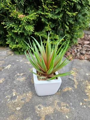Produktbild von artplants.de Kunst Agave decipiens Katniss im Keramiktopf, grün-rot, 19cm - Deko Agave