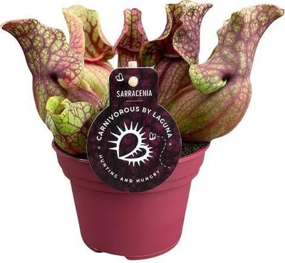 Obrázek produktu pro Sarracenia Venosa – masožravá rostlina, pokojová rostlina, Ø 12 cm, 20 cm, dekorace