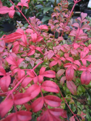 Produktbild von Heiliger Bambus - Himmelsbambus Curly Obsessed - Nandina domestica - 30-40cm