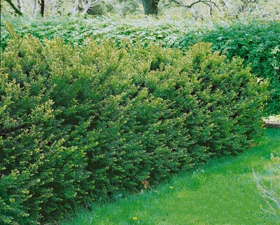 Produktbild von Taxus media 'Groenland', immergrün, 20–25 cm