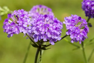 Produktbild von Verbena rigida, Vervain, violett, ca. 9x9 cm Topf