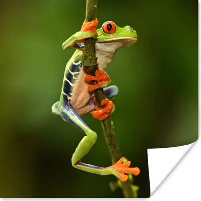 Produktbild von MuchoWow® Poster Frosch - Regenwald - Zweig 100x100 cm - Babyzimmer