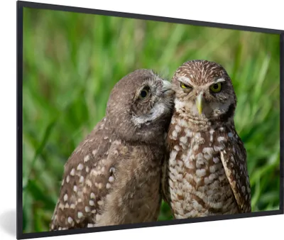 Produktbild von MuchoWow® MuchoWow® Gerahmtes Poster Eulen - Vögel - Gras 30x20 cm - Poster mit zchwarzem Bilderrahmen - Kunstdruck - Bild-Poster