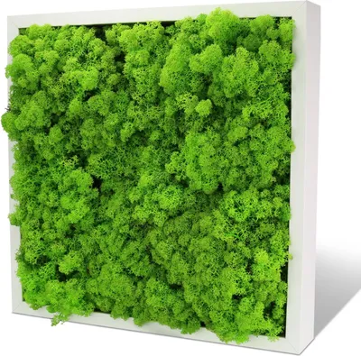 Produktbild von INMO Moosbild I Wandbild Mooswand mit echtem Moos (50x50) I Konserviertes Moosbild mit Holzrahmen 51cm x 51cm grün, Natur Wanddeko für´s Wohnzimmer, Büro, Praxis
