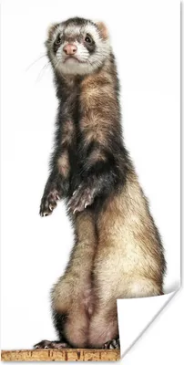 Produktbild von MuchoWow® Poster Frettchen - Tiere - Fell 80x160 cm - Kinderzimmer