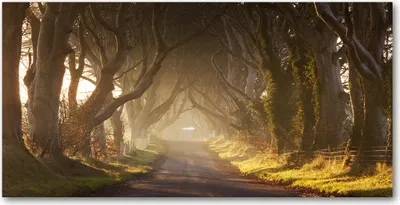 Produktbild von Tulup® Glas-Bild - 100x50 -Wandkunst - Wandbild hinter gehärtetem Sicherheitsglas  - Landschaften - Nebel im Wald - Braun