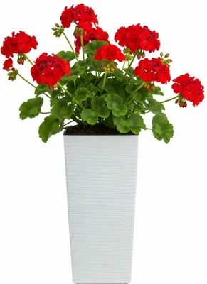 Produktbild von HowHomely | Blumentopf - Pflanzgefäß - weiß - B19xH37 cm - Rillenstruktur - Blumenkübel - Übertopf