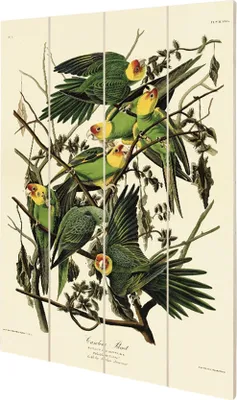 Image de John James Audubon - imprimé, bois, perruche de Caroline PM10948 (59 cm x 40 cm) (Couleur crème/vert)