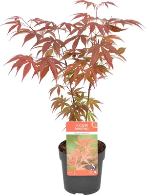 Zdjęcie produktu dla Bloomique - Acer Palmatum Atropurpureum - Klon palmowy - Pstrolistny - Rośliny ogrodowe - Odporne na zimę - Wysokość 20-30 cm - Doniczka 10,5 cm