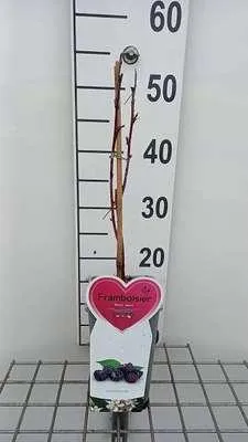 Produktbild von Rubus id. 'Black Jewel' - Himbeere Black Jewel | 25 cm im topf