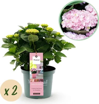 Image de Green boutiQ - Plante de terrasse - Hortensia - Hydrangea Magical Revolution Pink - Rose - 6 à 10 fleurs - 2 plantes - Pot de 23 cm, hauteur 55 cm