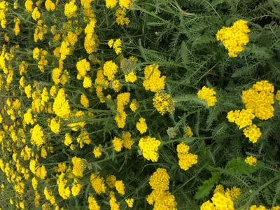 Immagine prodotto di 6 x Achillea hybrida 'Little Moonshine'pbr - Schafgarbe im topf 9 x 9 cm