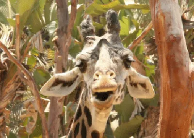 Produktbild von 3 D Ansichtskarte schmatzende Giraffe, Postkarte Wackelkarte Hologrammkarte Bild Giraffen
