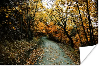 Produktbild von MuchoWow® Poster Blätter - Herbst - Wald 180x120 cm - Fotoplakat