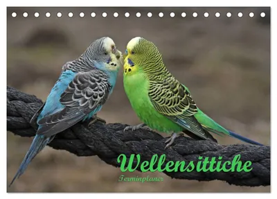 Produktbild von Terminplaner Wellensittiche (Tischkalender 2027 DIN A5 quer), CALVENDO Monatskalender