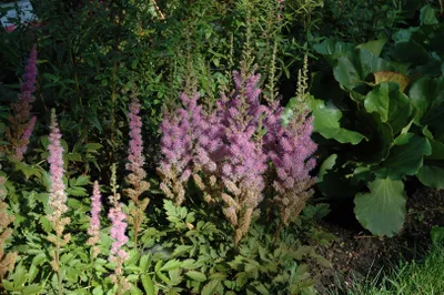 Produktbild von Astilbe chinensis var. taquetii 'Superba', rosa Blüten, ca. 9x9 cm Topf